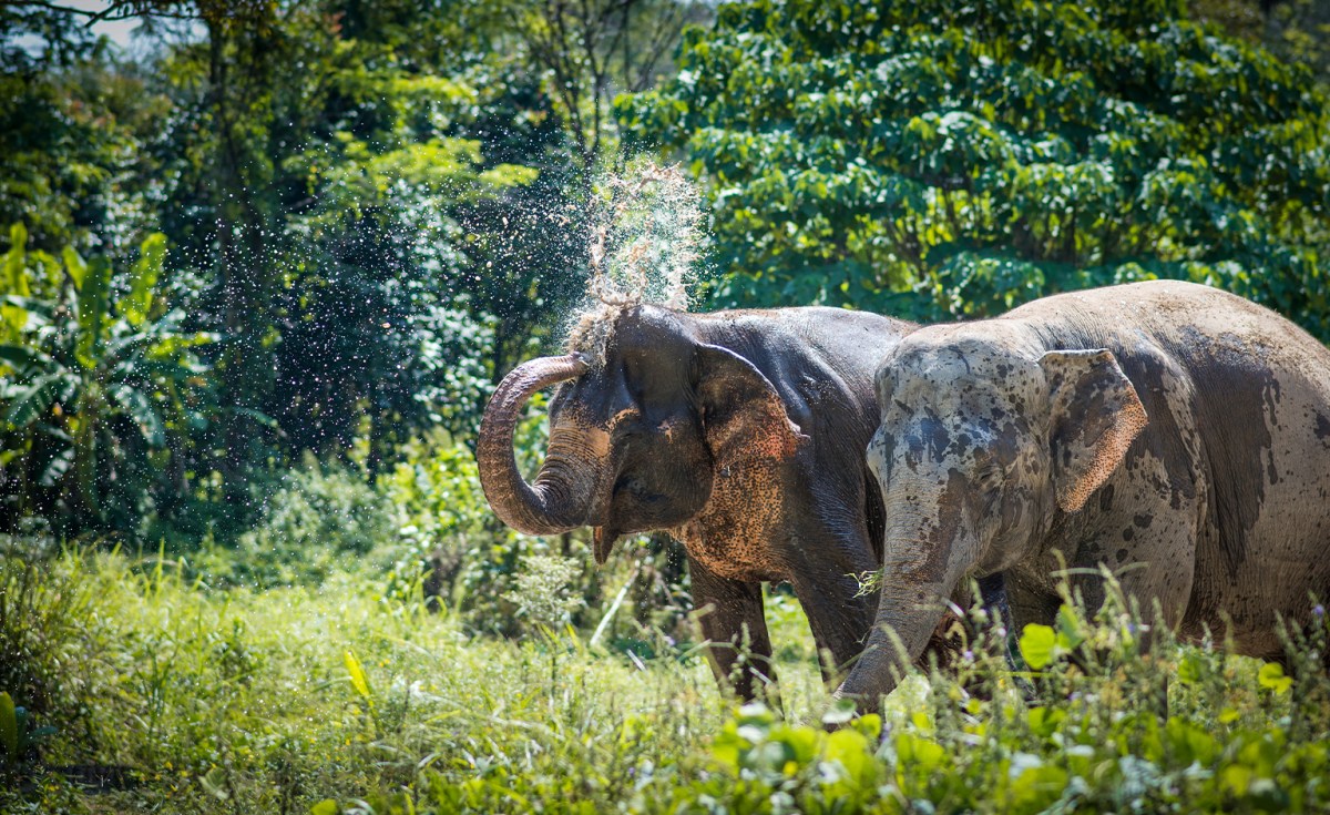 Two elephants in a lush green forest, one sprays water with its trunk.